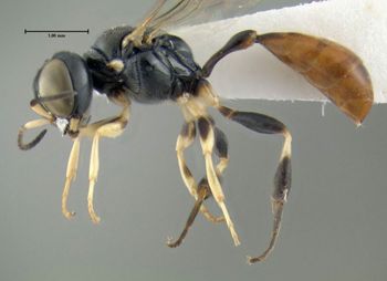 Media type: image;   Entomology 602991 Aspect: habitus lateral view